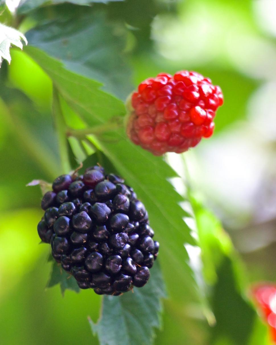 Free Image of Close Up of Berries on a Tree 