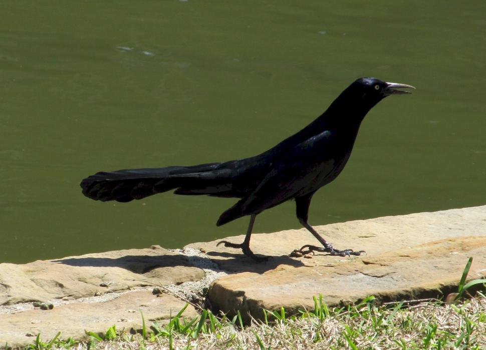 Free Image of Black Bird Standing at Edge of Water 