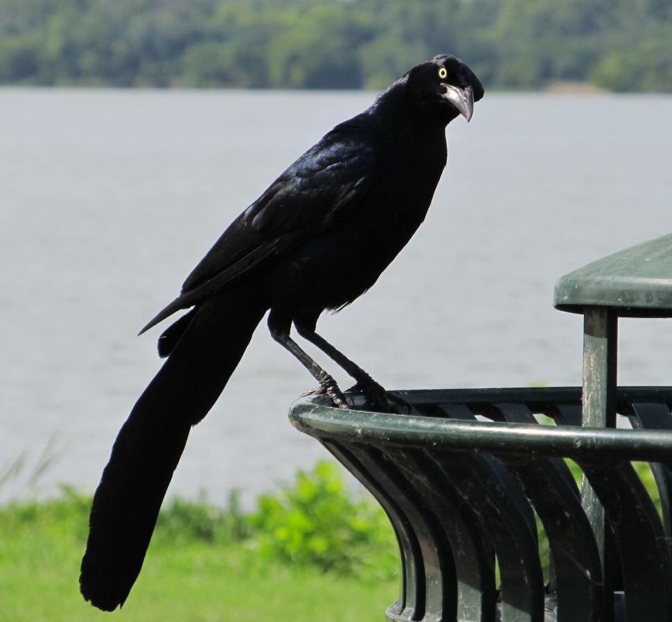 Free Image of Black Bird Perched on Metal Bench 