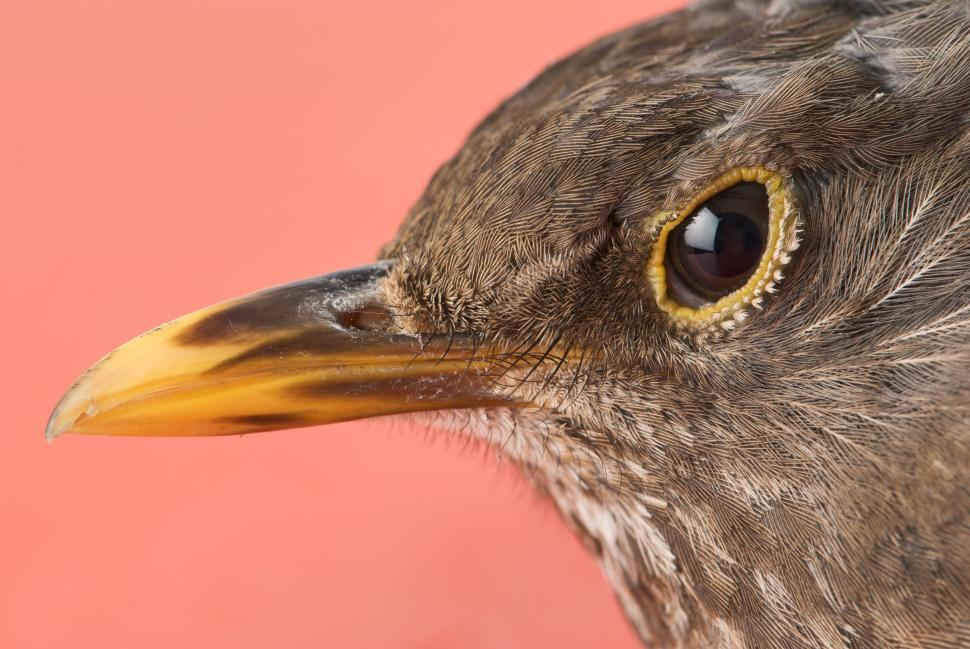 Free Image of Close Up of Bird With Yellow Beak 