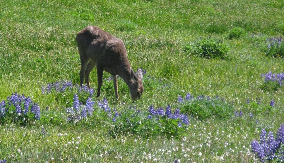 Free Image of Deer Grazing in Field of Flowers 