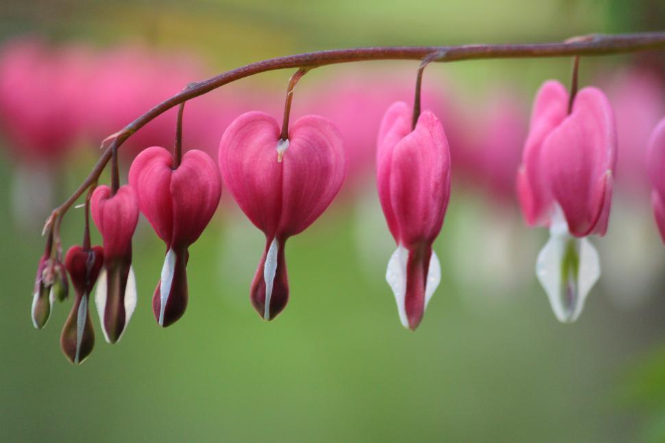 Free Image of Pink Flowers Hanging From a Branch 