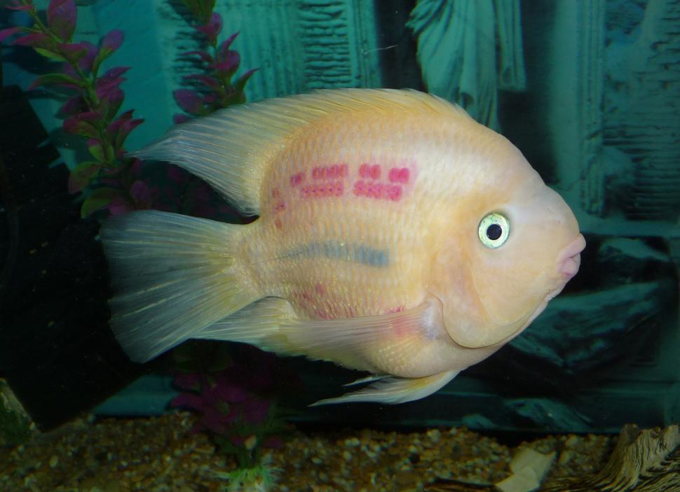 Free Image of White Fish With Red Marker on Side 