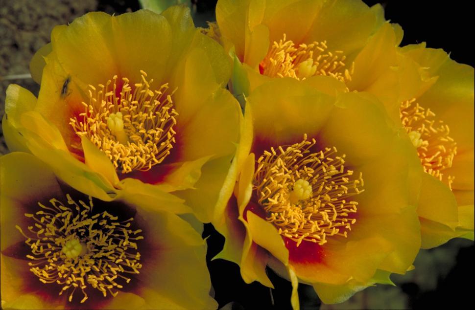 Free Image of Two Yellow Flowers Against Black Background 