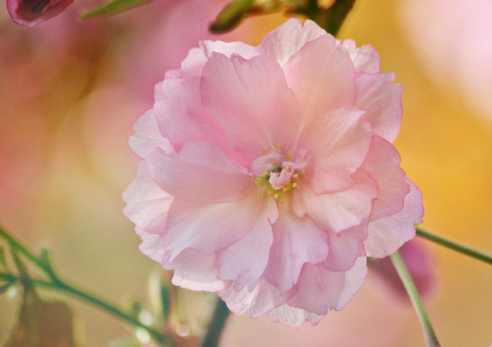 Free Image of Pink Flower in Close-up With Blurry Background 