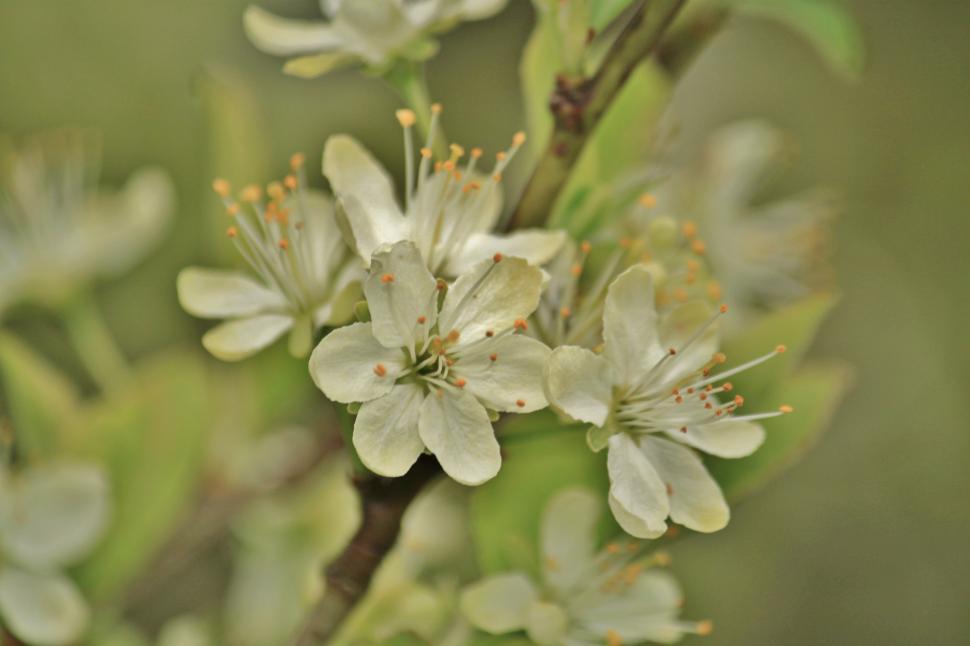 Free Image of Close-Up of a Flower on a Tree 