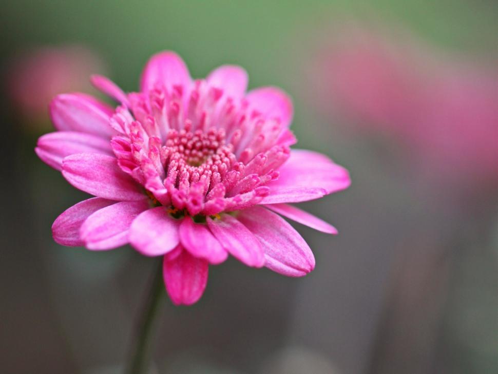 Free Image of Pink Flower With Blurry Background 