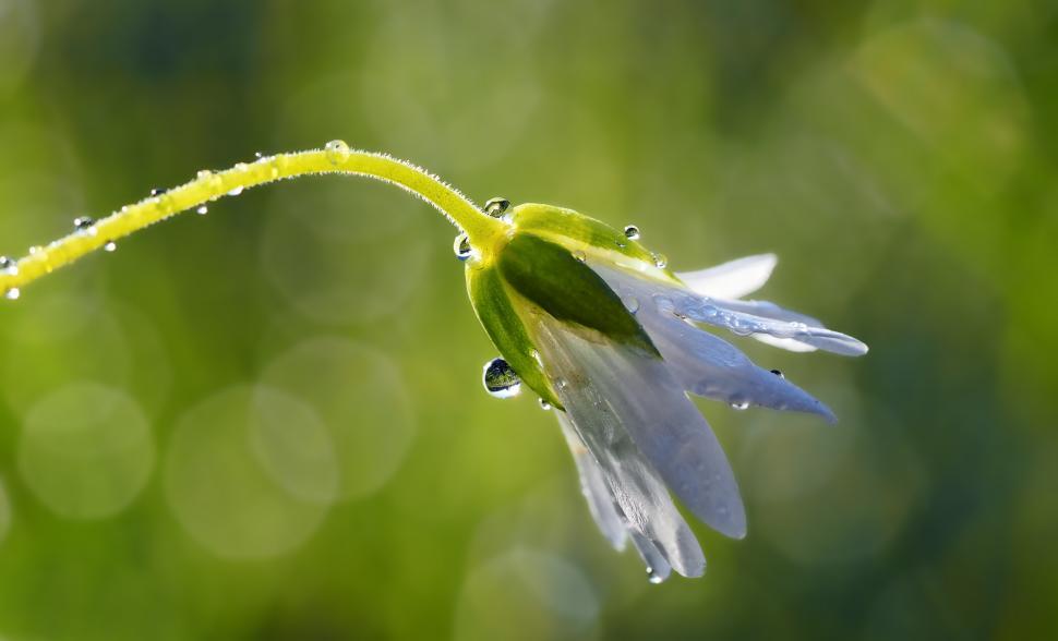 Free Image of Water Droplets on Close-Up Flower 
