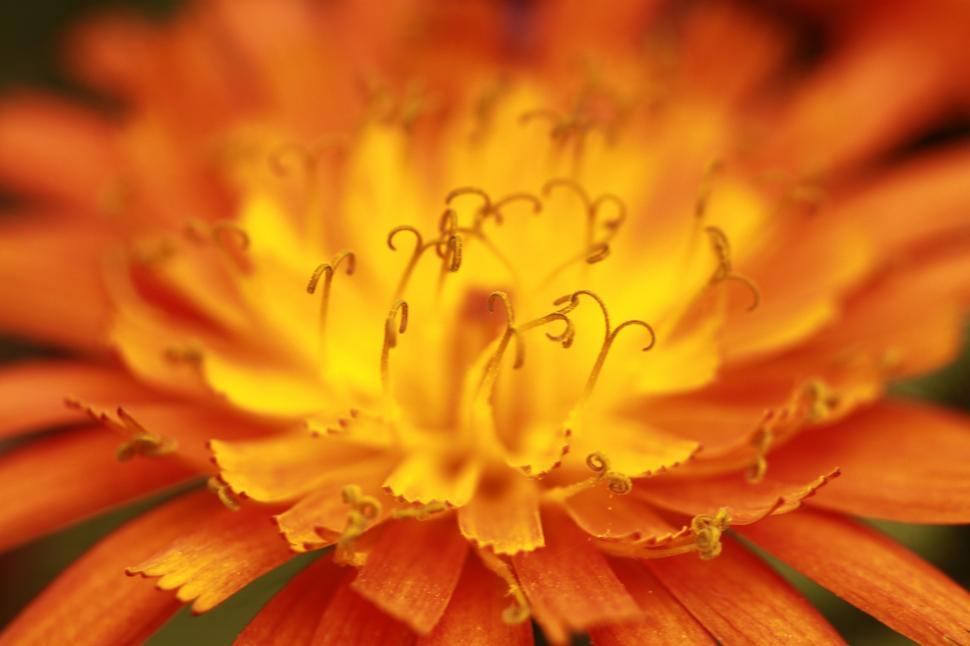 Free Image of Close Up of a Yellow and Orange Flower 