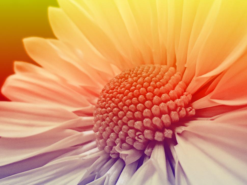 Free Image of Close Up of a Flower With Rainbow Background 