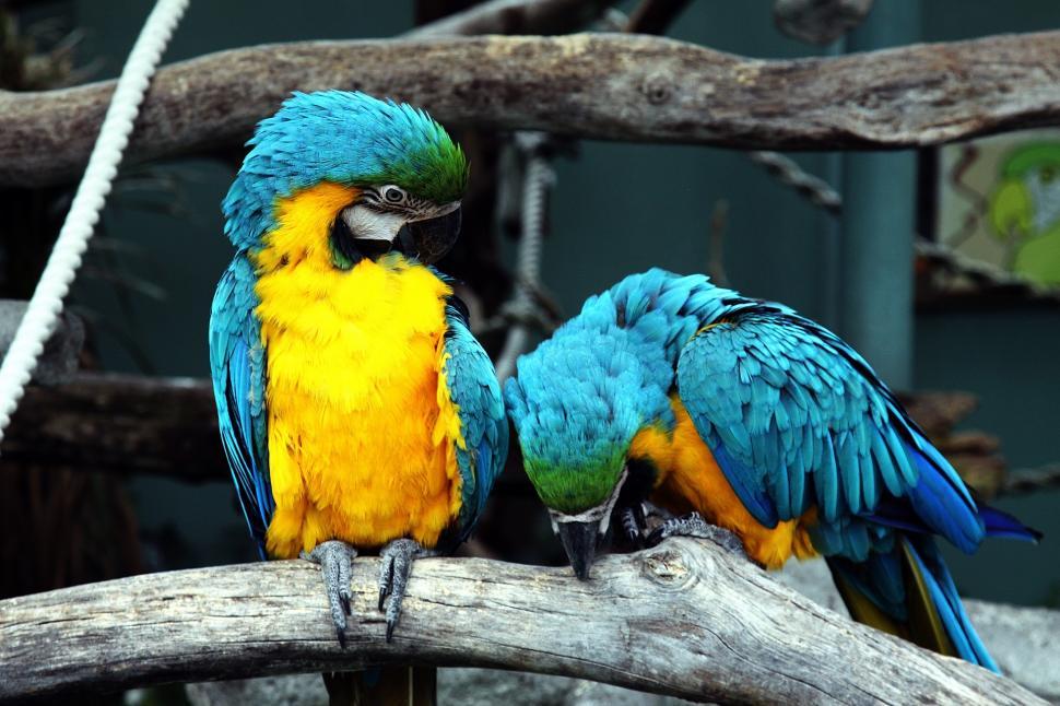 Free Image of Two Blue and Yellow Parrots Sitting on a Branch 