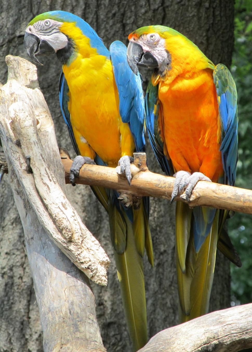 Free Image of Two Colorful Parrots Perched on a Tree Branch 