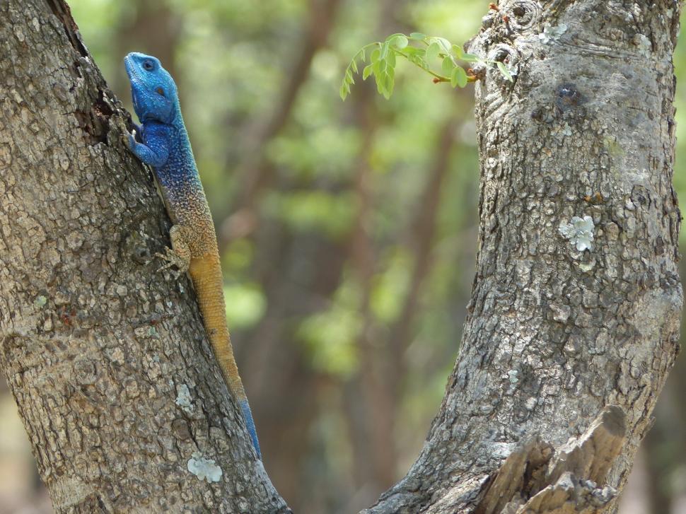 Free Image of Blue and Yellow Lizard Climbing Tree 