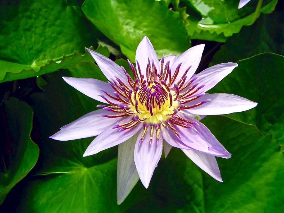 Free Image of Purple Flower With Yellow Center Surrounded by Green Leaves 