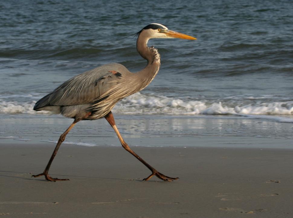 Free Image of Bird Walking on Beach Next to Ocean 