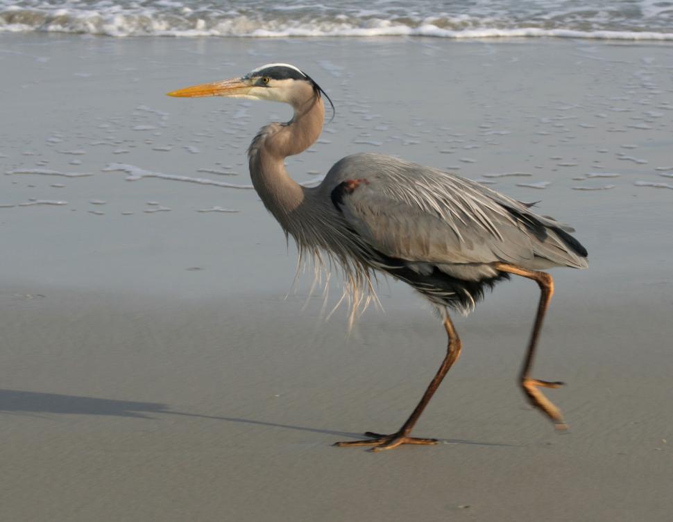 Free Image of Bird Walking on Beach Near Ocean 
