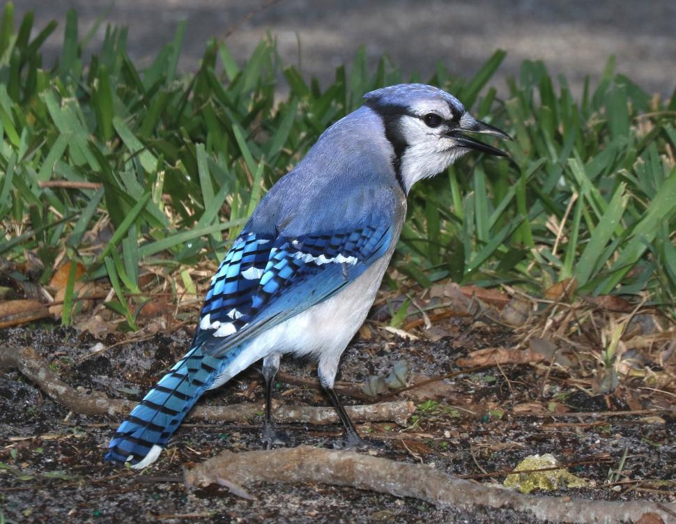 Free Image of Blue and White Bird Standing on Ground 