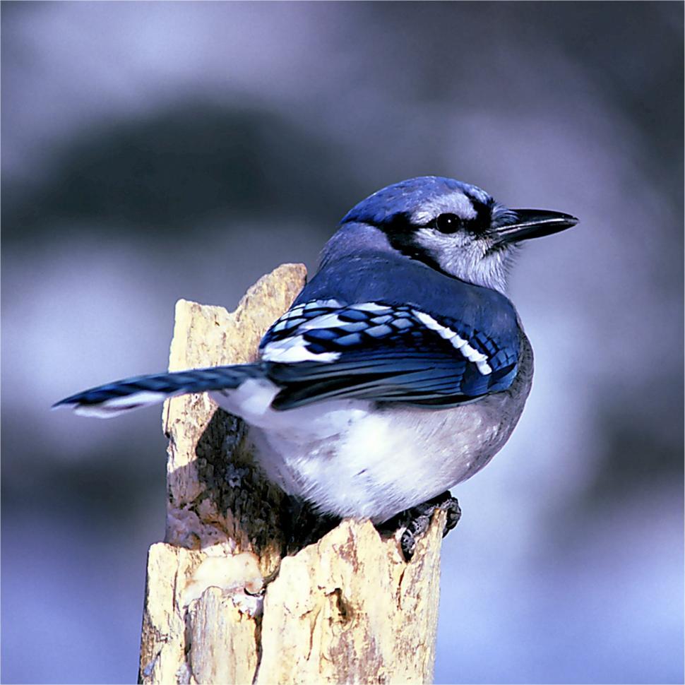 Free Image of Blue Jay Perched on Tree Stump 