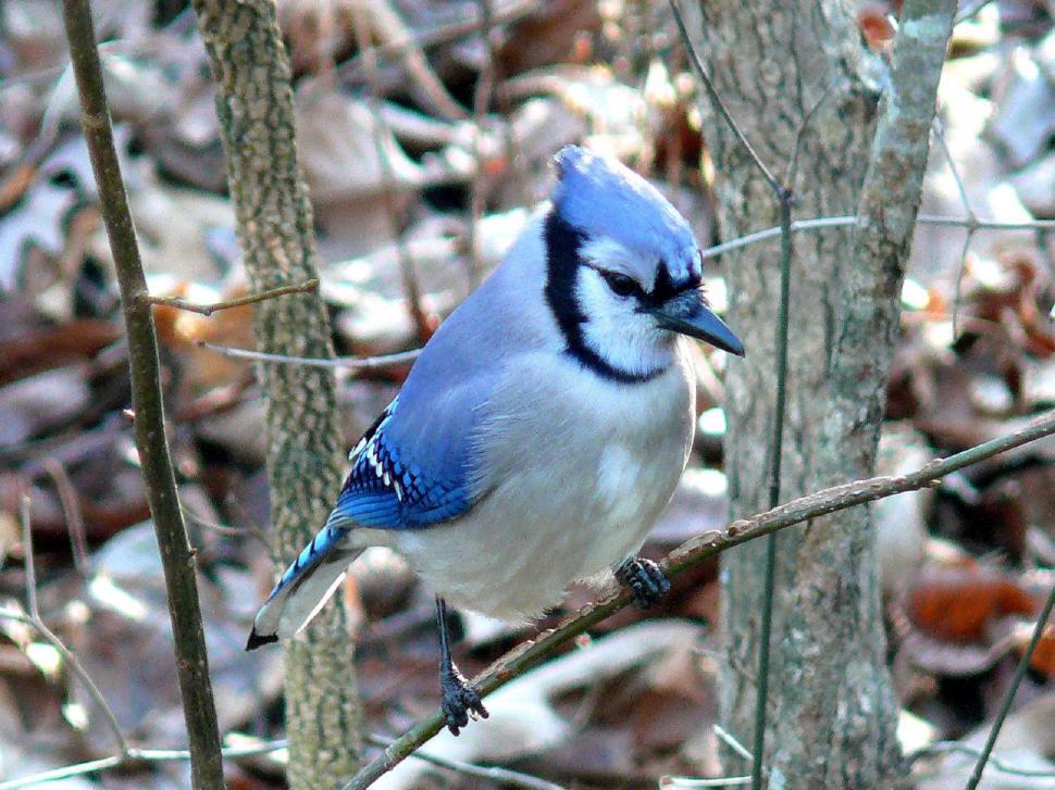 Free Image of Blue and White Bird Perched on Tree Branch 