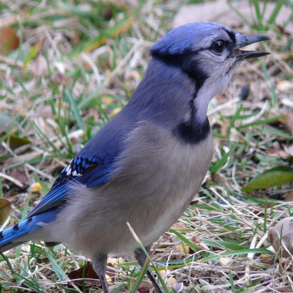 Free Image of Blue and Gray Bird Standing in Grass 
