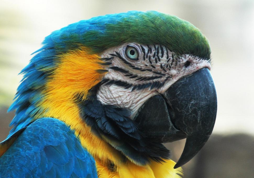 Free Image of Close Up of a Blue and Yellow Parrot 