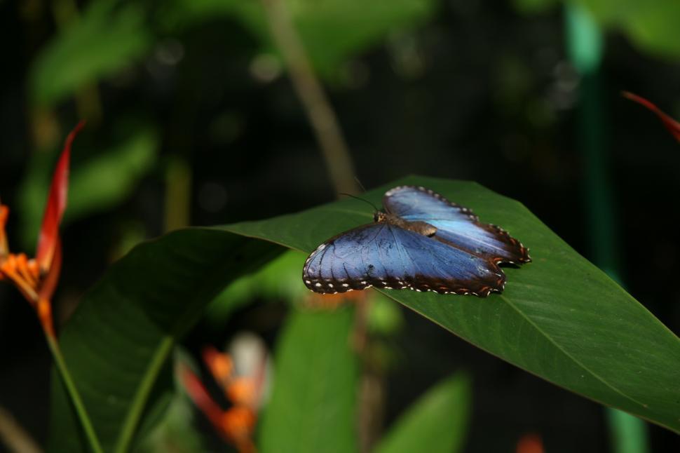 Free Image of Blue Butterfly Resting on Green Leaf 