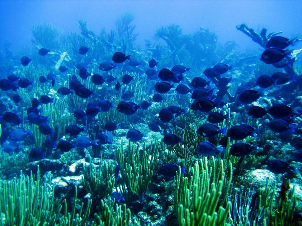 Free Image of School of Fish Swimming Over Coral Reef 