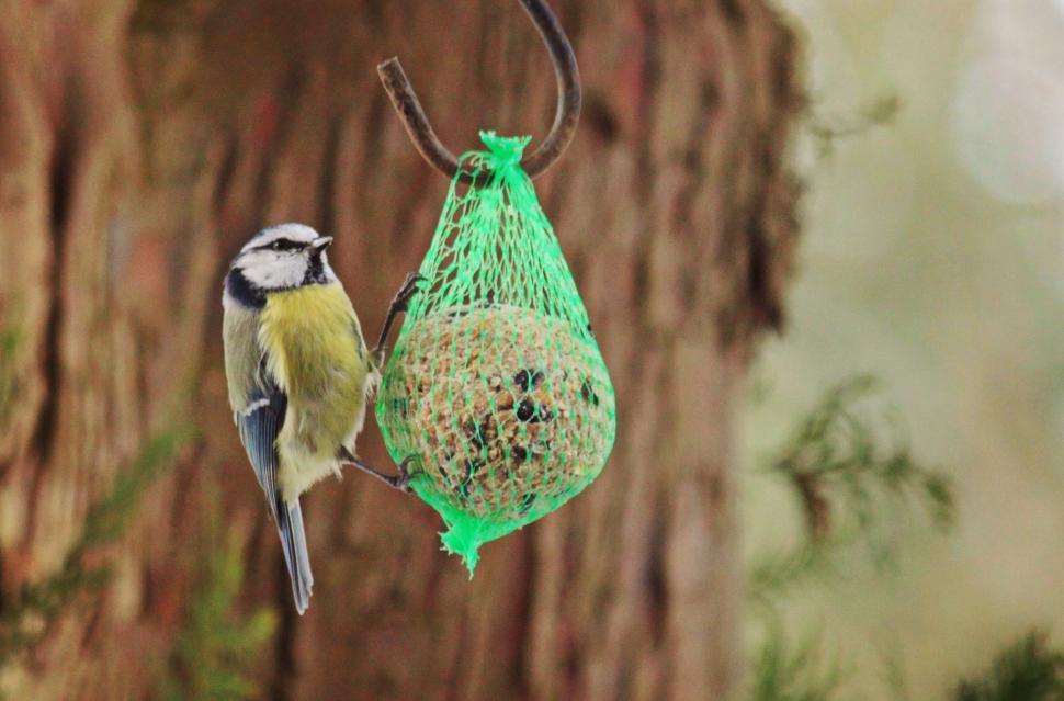 Free Image of Bird Hanging From Bird Feeder 