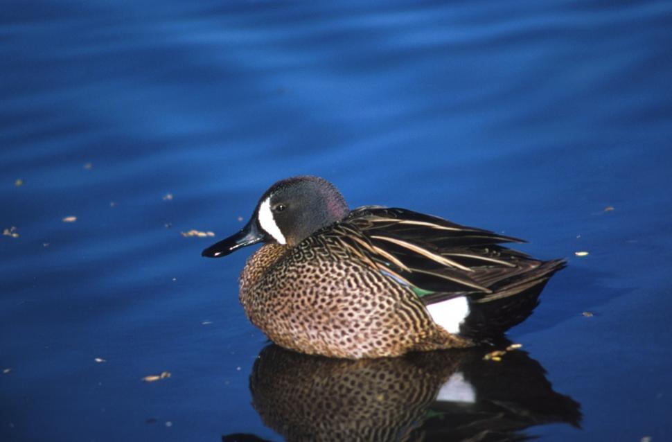 Free Image of Duck Floating on Top of a Body of Water 