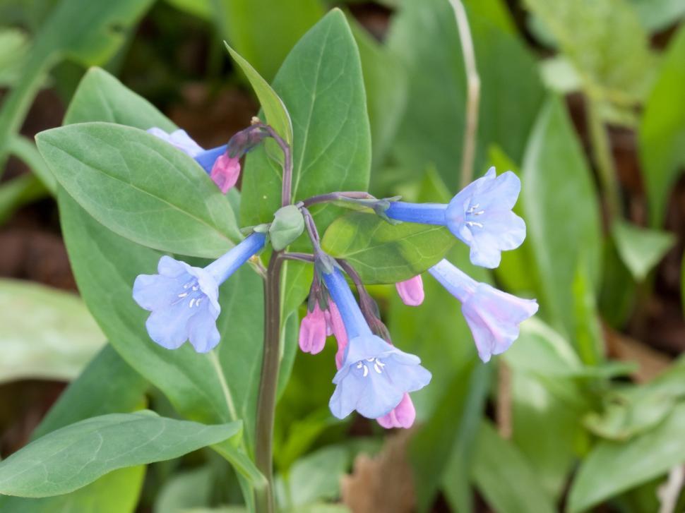 Free Image of Close Up of a Blue and Pink Flower 
