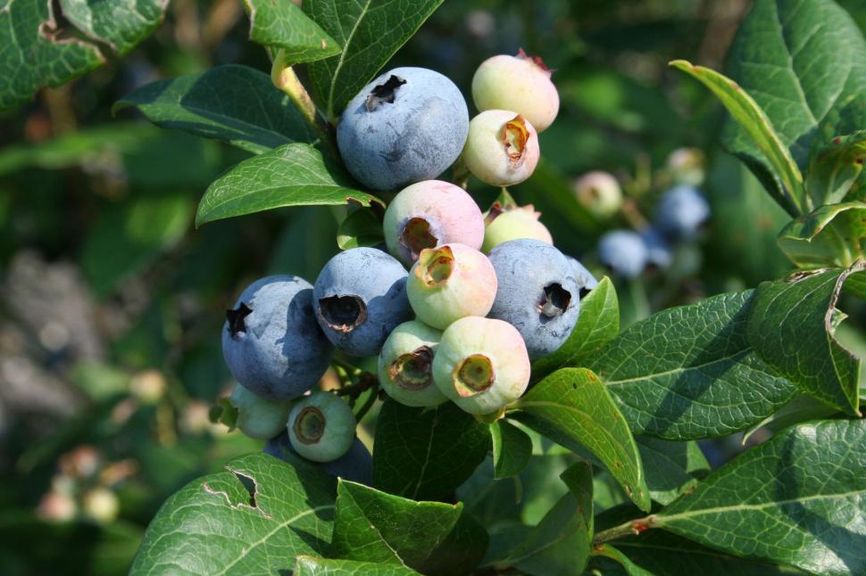 Free Image of Blueberries Growing on a Tree 