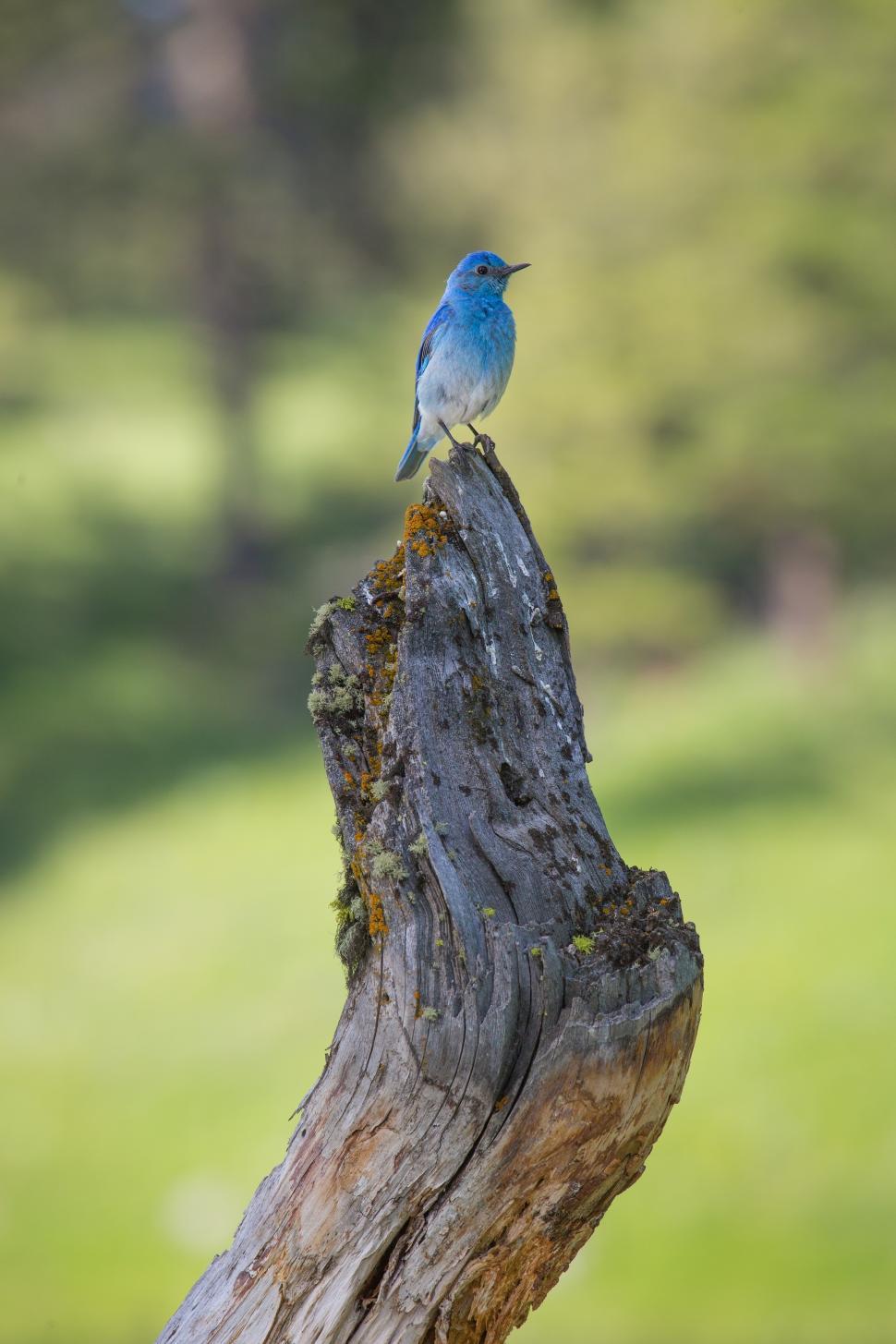 Free Image of Small Blue Bird Perched on Tree Stump 