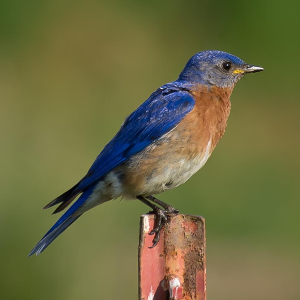 Free Image of Blue Bird Perched on Wooden Post 