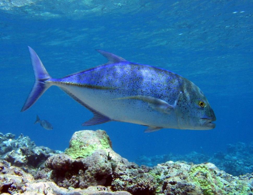 Free Image of Blue Fish Swimming Over Coral Reef 