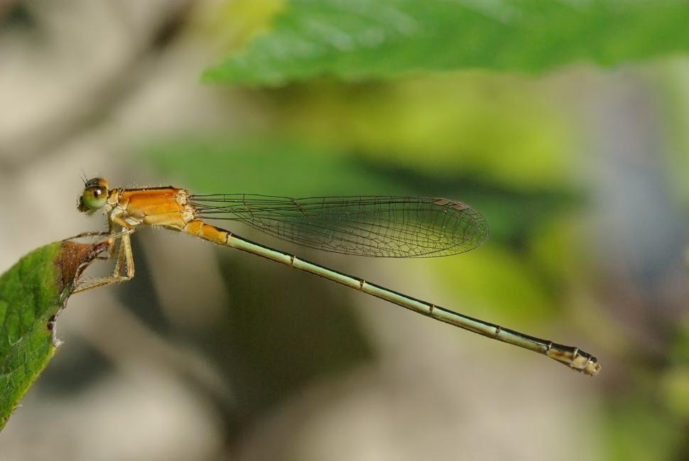 Free Image of Close-Up of a Dragonfly Resting on a Leaf 