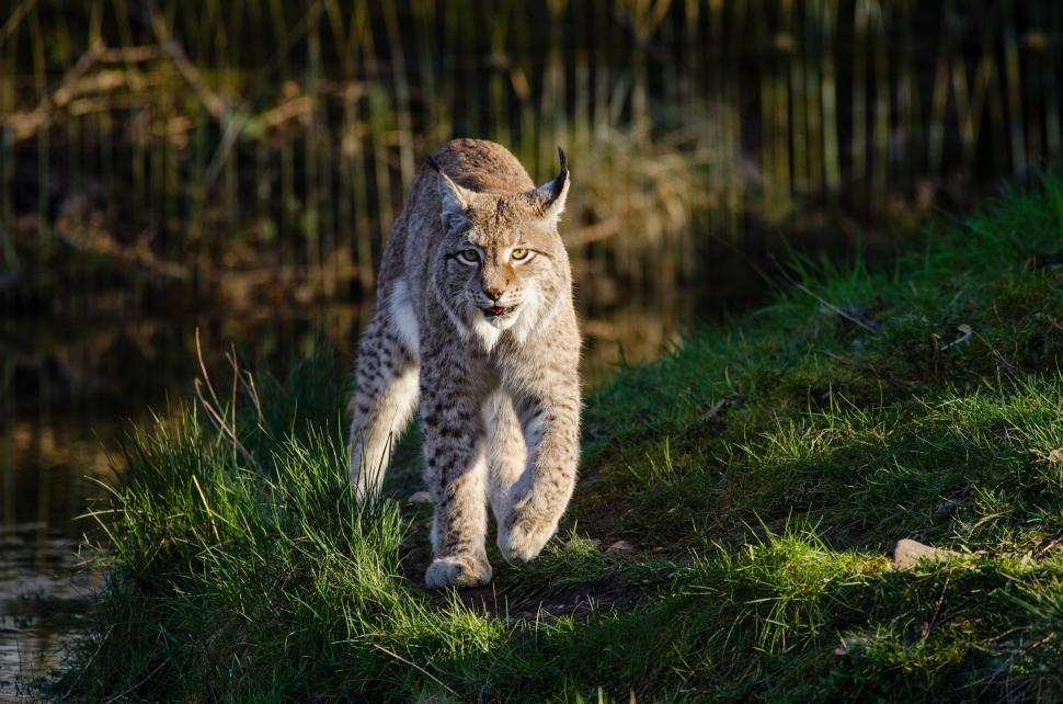 Free Image of Lynx Walking on Grass Hill by Water 