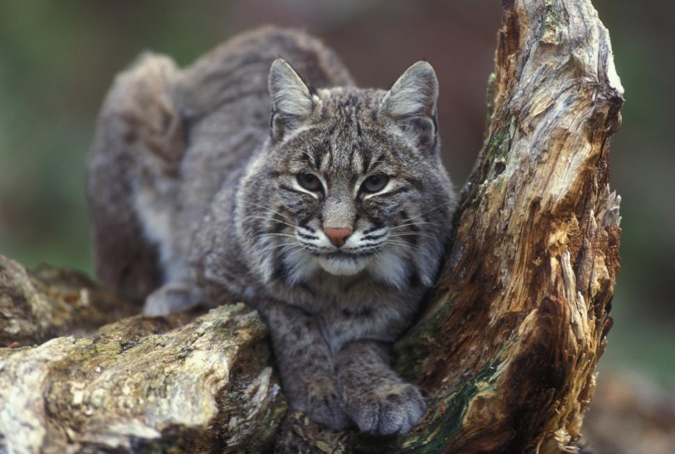 Free Image of Gray Cat Sitting on Top of a Tree Branch 