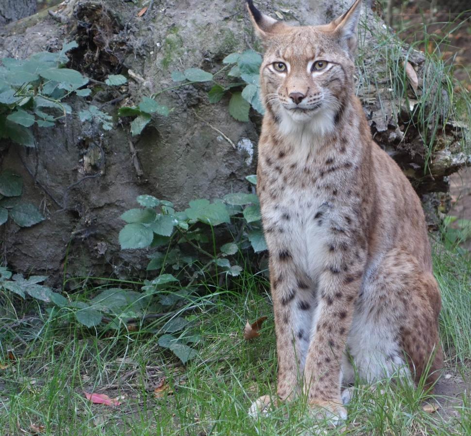Free Image of Lynx Sitting in Grass Next to Rock 