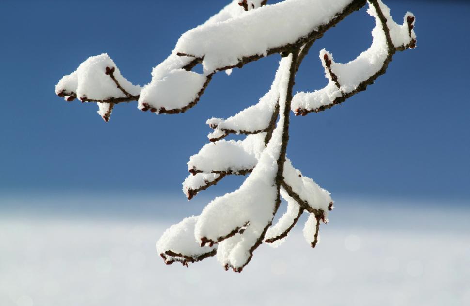 Free Image of Snow Covered Tree Branch Against Blue Sky 