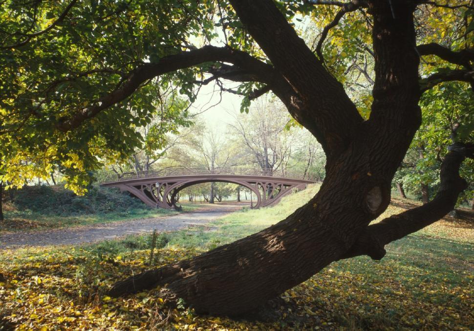 Free Image of Large Tree and Bridge 