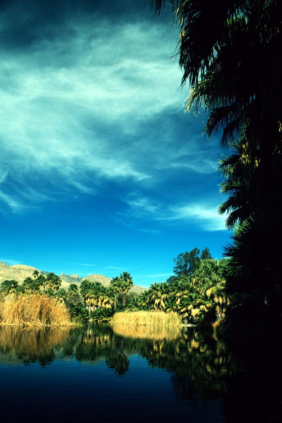Free Image of reflections fronds plants contrast blue sky lake oasis reeds riparian sanctuary palms clouds wispy pond tucson arizona trees 