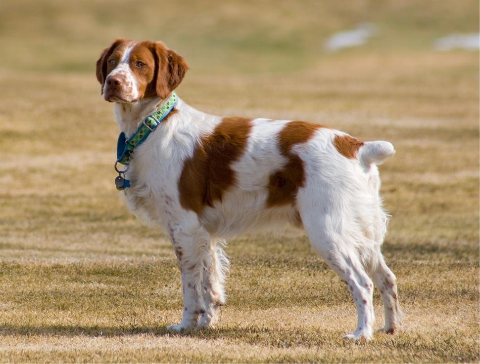 Free Image of Brown and White Dog Standing in a Field 