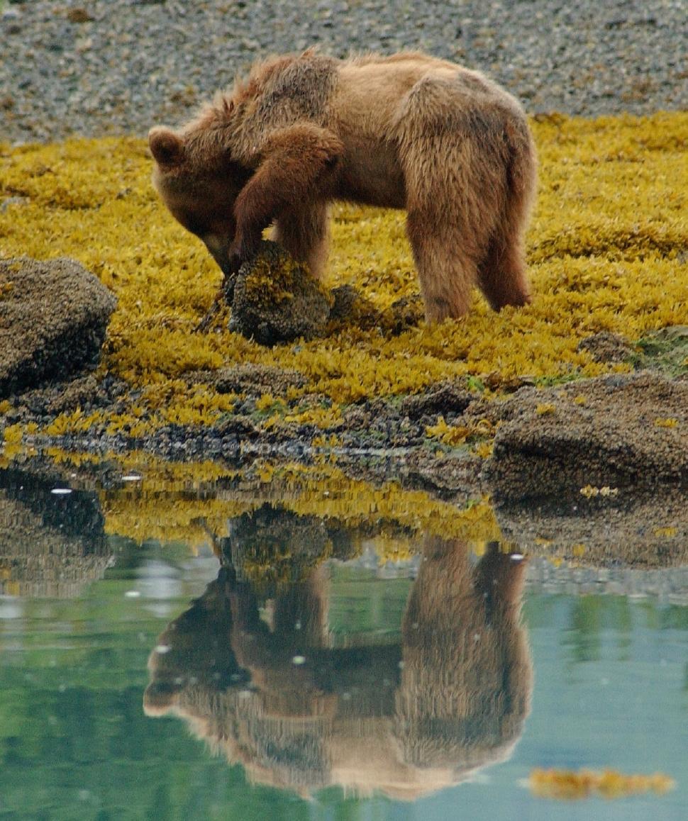 Free Image of Brown Bear Standing Near Body of Water 