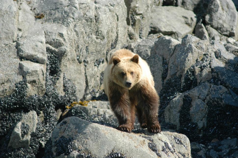 Free Image of Large Brown Bear Standing on Top of a Rock 