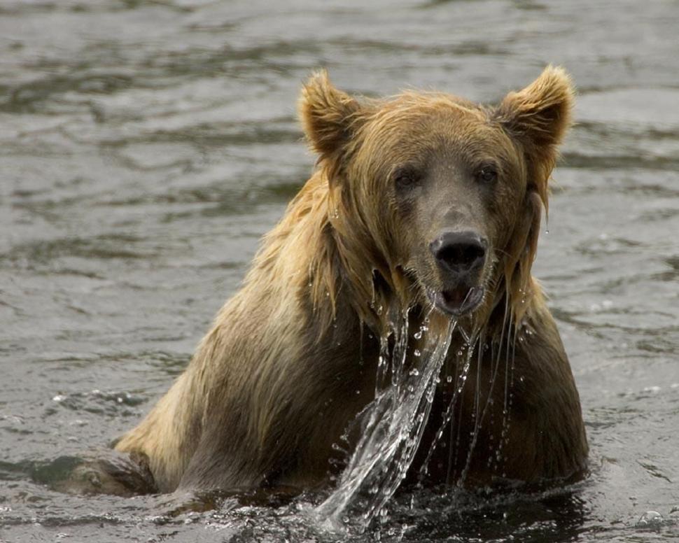 Free Image of Brown Bear in Water With Mouth Open 