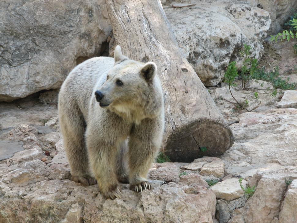Free Image of Large White Bear Standing on Rocky Hillside 