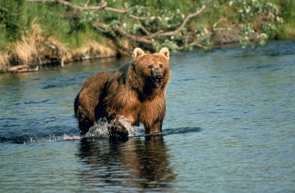 Free Image of brown bear bear 