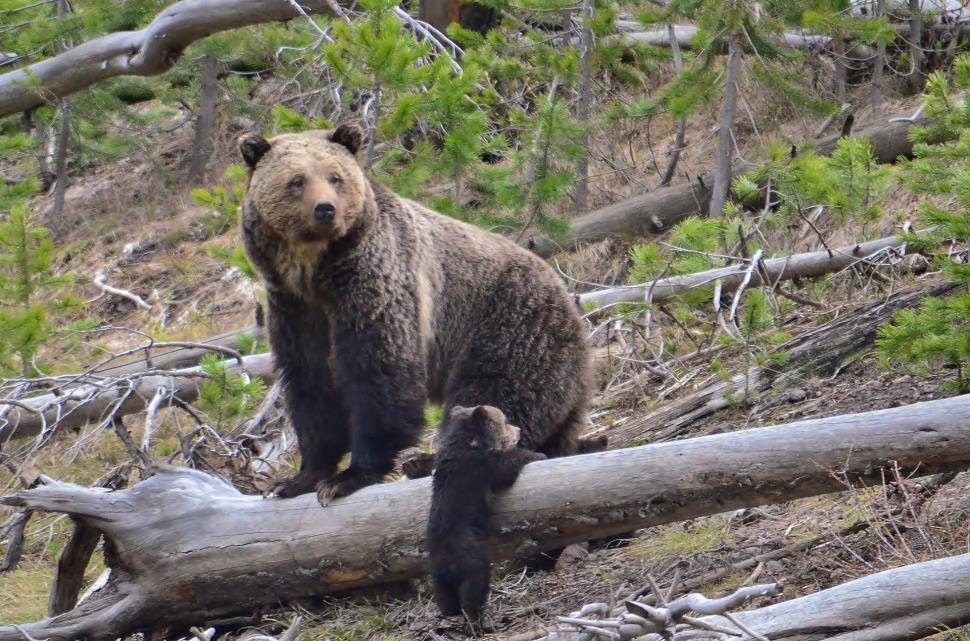 Free Image of Brown Bear Standing on Fallen Tree 
