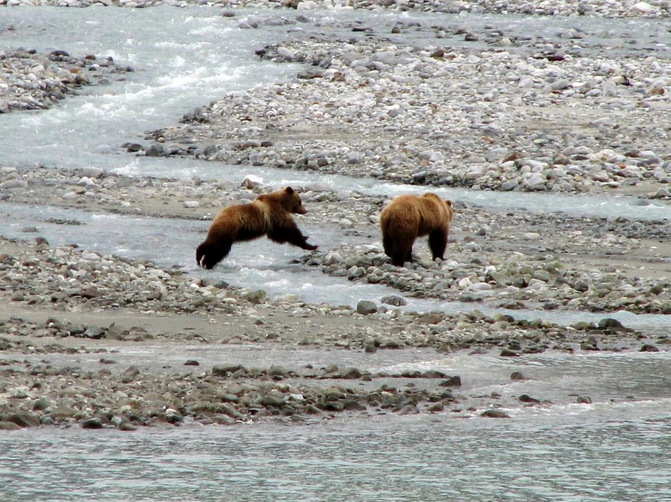 Free Image of Two Brown Bears Walking Across a Rocky River 