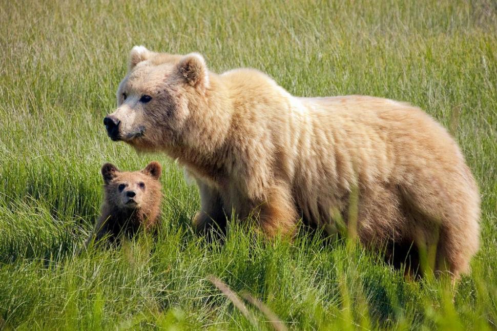 Free Image of Large and Small Brown Bears in Grassy Field 